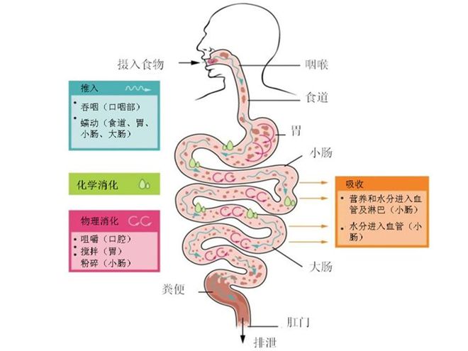 马拉松运动员饮食_马拉松运动员的饮食吃什么为好_马拉松运动员饮食标准